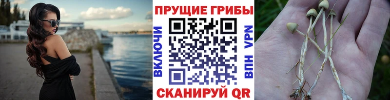 Галлюциногенные грибы прущие грибы  где можно купить   KRAKEN маркетплейс  Рыбное 